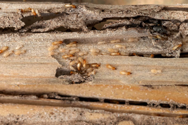 Reliable Sun Lakes, AZ Pest Control Solutions